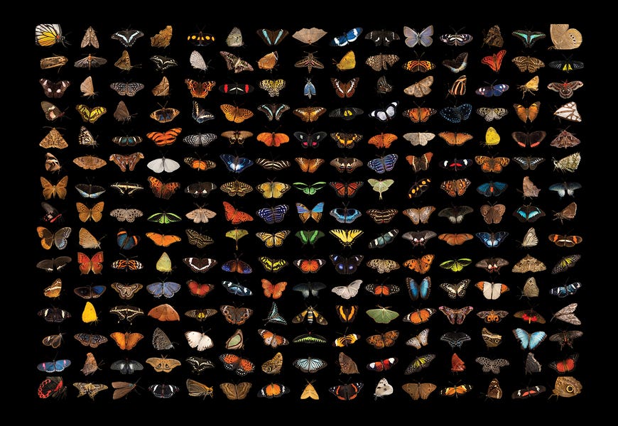 A Composite Of 225 Butterfly And Moth Species by Joel Sartore