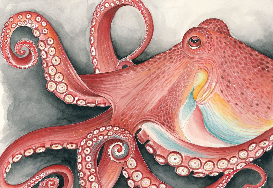 Giant Red Pacific Octopus Watercolor Art by Seven Sirens Studios
 