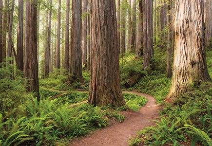 Redwood Trail by Stefan Hefele