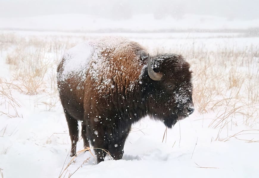 Lone Bison by Steve Toole