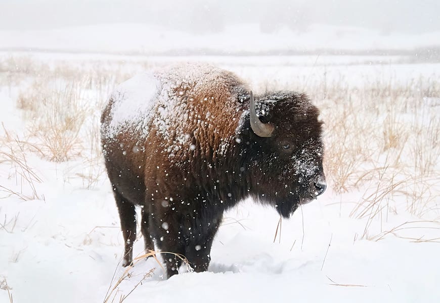 Lone Bison by Steve Toole