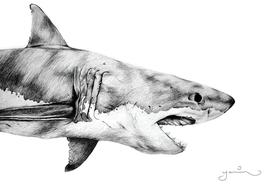 Great White by Yanin Ruibal