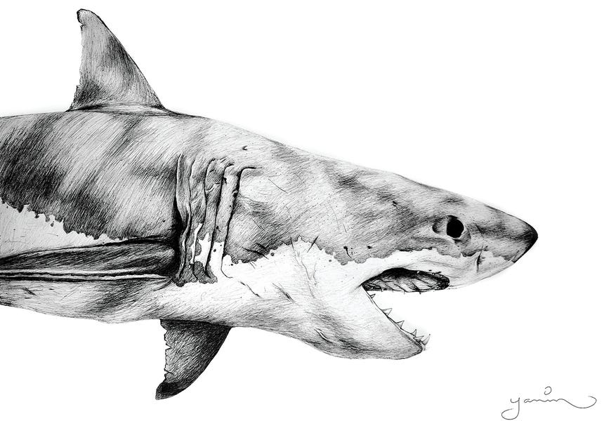 Great White by Yanin Ruibal