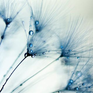 Misty Blue II by Ingrid Beddoes