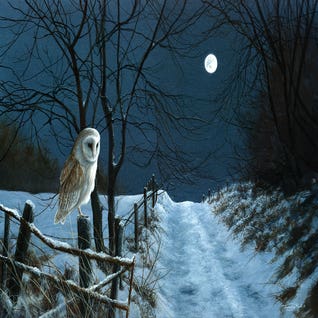 Hunter's Moon - Barn Owl by Jeremy Paul