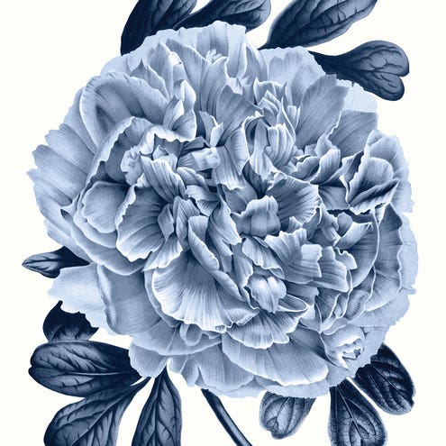 Vintage Blue Botanical V by Amelie Vintage Co.