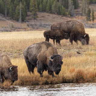 American Bison III. Yellowstone National Park, Wyoming by Adam Jones