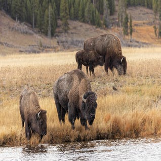 American Bison III. Yellowstone National Park, Wyoming by Adam Jones