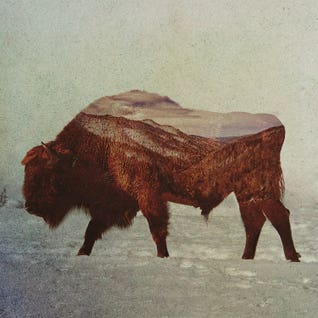 Bison & Buffalo Art