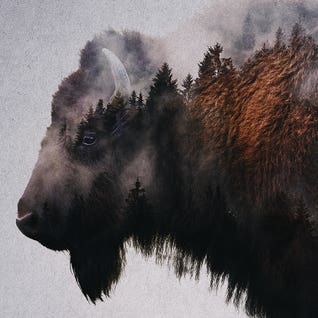 Bison by Andreas Lie