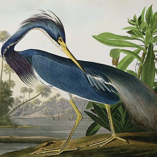 Louisiana Heron by John James Audubon