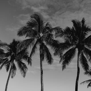 Hawaiian Palms by Bethany Young