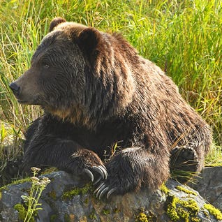 Brian Wolf RO165 Square