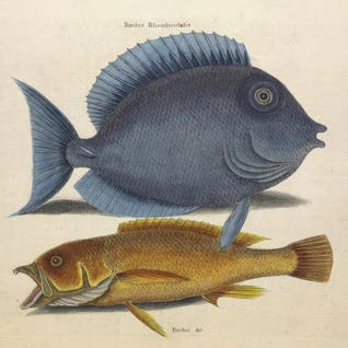 Mark Catesby RO167 Square