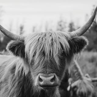 Highland Cow Black and White by Chelsea Victoria