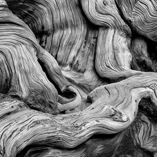 Tree Gnarl by Dennis Frates