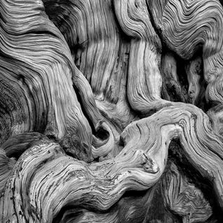 Tree Gnarl by Dennis Frates