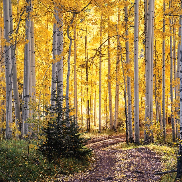 Autumn Aspen Forest Road - Colorado Fall Colors by Daniel Forster