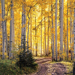 Autumn Aspen Forest Road - Colorado Fall Colors by Daniel Forster