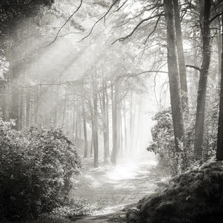 Black & White Scenic Art