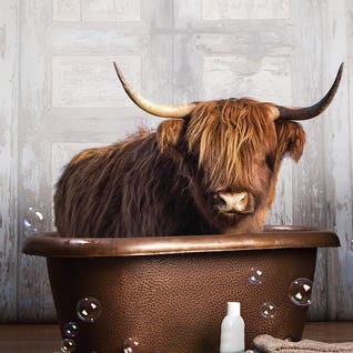 Highland Cow In The Tub by iCanvas Artist Domonique Brown