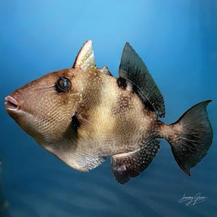 Diver Jerry RO160 Square