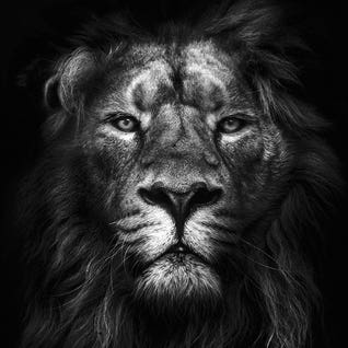King of Kings by Design Fabrikken