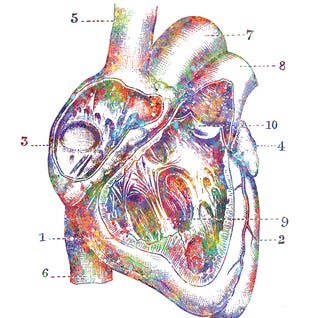 Heart Cross Section by GenefyArt