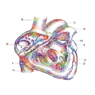 Heart Cross Section by GenefyArt