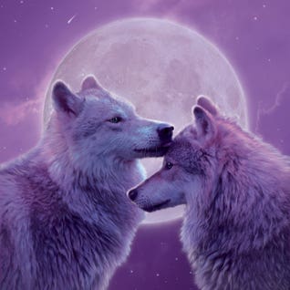 Loving Wolves by iCanvas Artist Vincent Hie