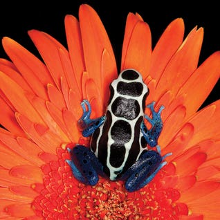 Janet Fikar RO166 Square