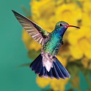 Hummingbird Art