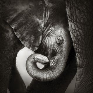 Baby Elephant Seeking Comfort by iCanvas Artist Johan Swanepoel