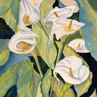 Callas by Liz Covington