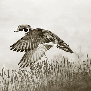 Male Wood Duck In Flight by Laura D Young
