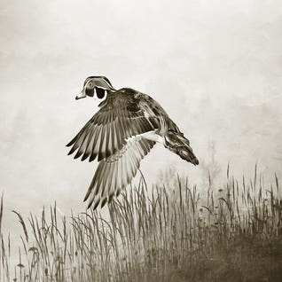 Male Wood Duck In Flight by Laura D Young