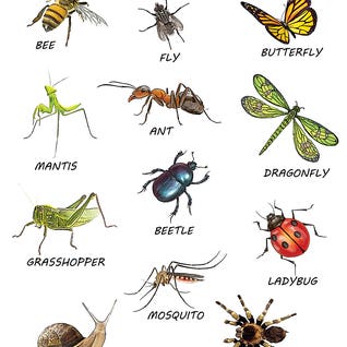 Insect Art
