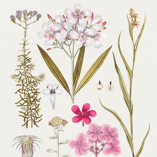 Vintage & Botanical Illustrations  - Gifts for Mom