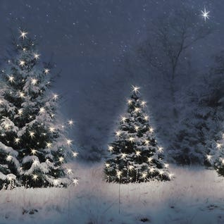 Trending | Winter - Shop Banner Dec 2025