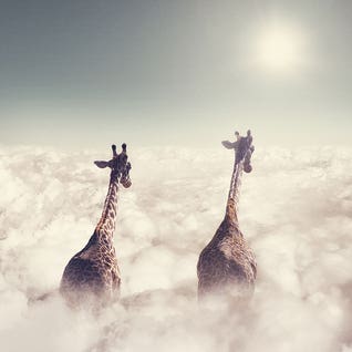 Giant Giraffes by Jonas Loose