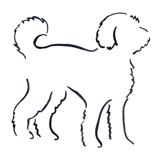 Labradoodle by Lesley Bishop