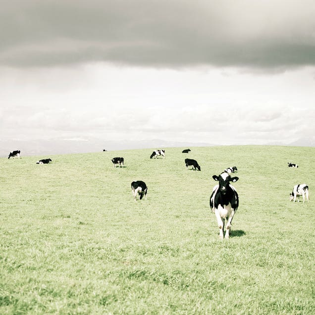 Curious Cows by Lupen Grainne