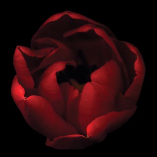 Open Invitation by Magda Indigo