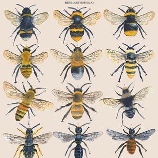 Bees by Michelle Campbell