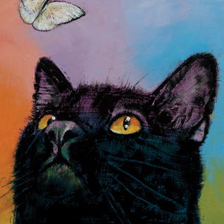 Black Cats Square
