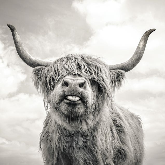 Highland Cow Art