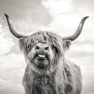 Highland Cow Art