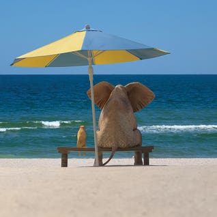 Elephant and Dog Sit Under An Umbrella On The Sea Beach by Mike Kiev
