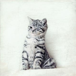 Cat Art