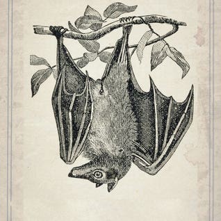Bats Square